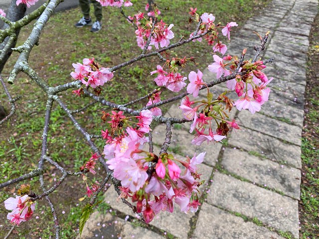 后里崴立機電櫻花公園