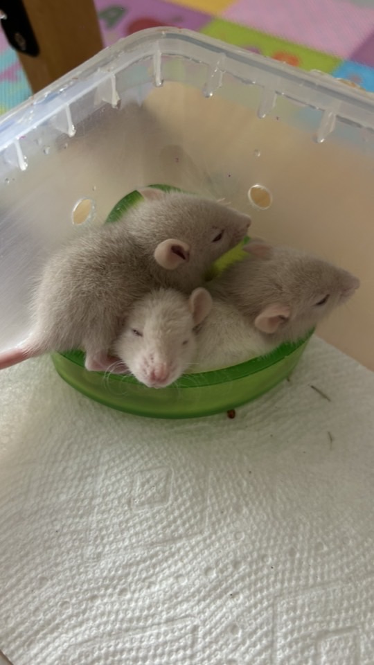 台中花枝鼠