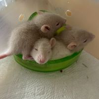 台中花枝鼠