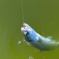 (日芸)釣会　Fishing Club