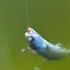 (日芸)釣会　Fishing Club