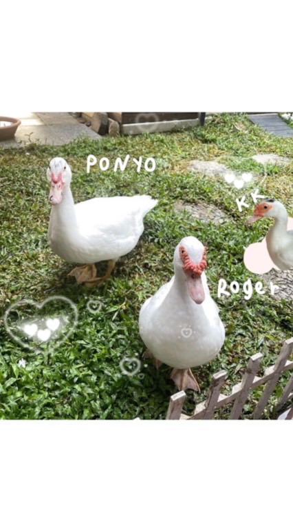 183’s ducks