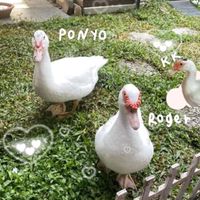 183’s ducks