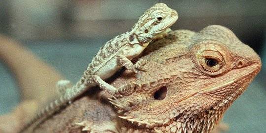 Keunikan dari hewan jenis reptilia adalah memiliki katup pada saluran