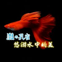 灩の孔雀｜高雄孔雀魚專賣店
