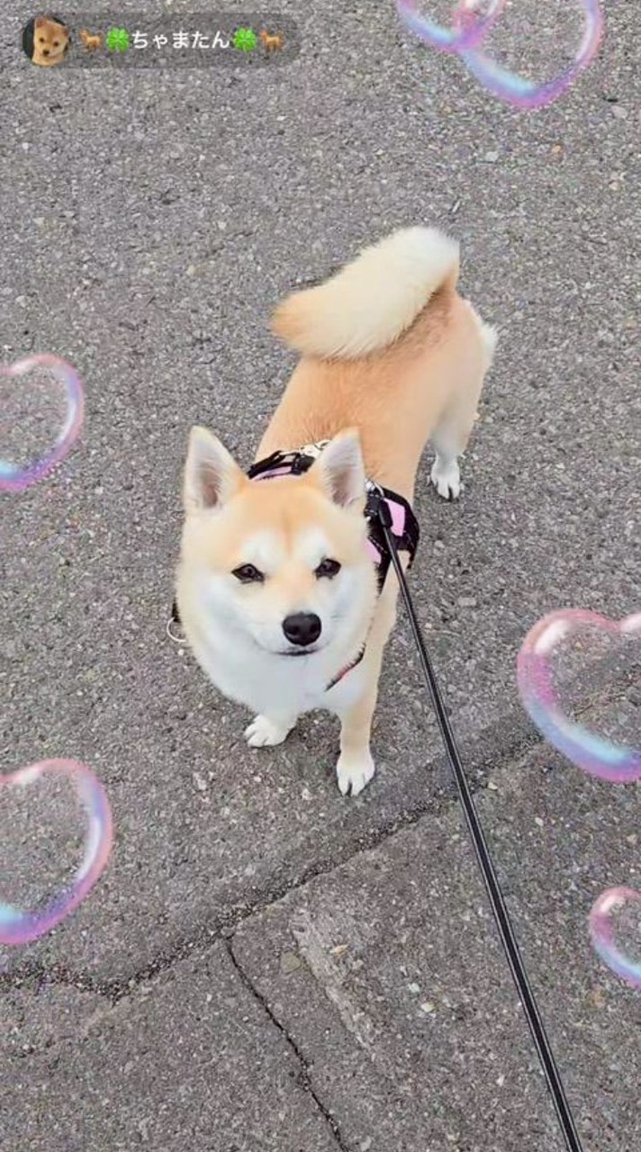 ちゃま介護隊🐕🍀︎