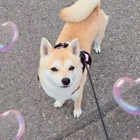 ちゃま介護隊🐕🍀︎