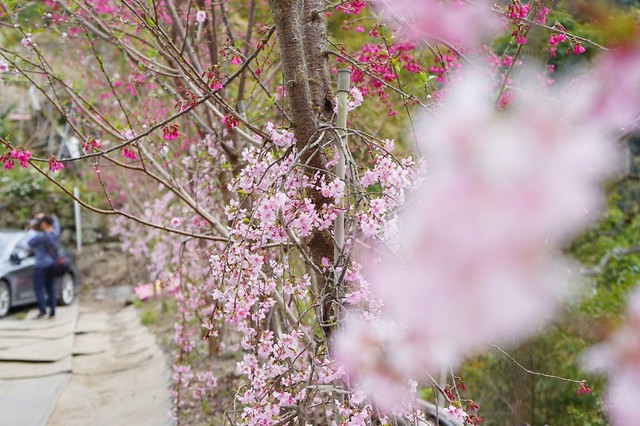 草坪頭白色田園