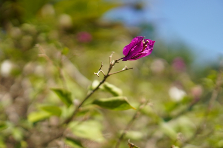 攝錄輕旗艦 Sony A6400 隨身相機動手玩