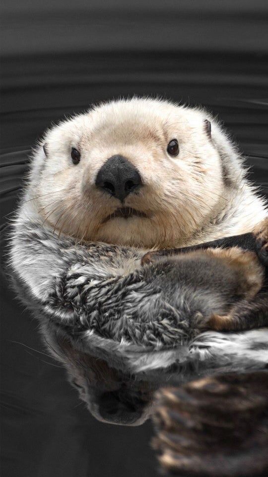 海獺🦦ᴏᴛᴛᴇʀʟʏ ɪɴ ʟᴏᴠᴇ