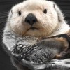 海獺🦦ᴏᴛᴛᴇʀʟʏ ɪɴ ʟᴏᴠᴇ