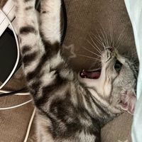 ふぉとなエンジョイ勢の集い！！！