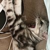 ふぉとなエンジョイ勢の集い！！！