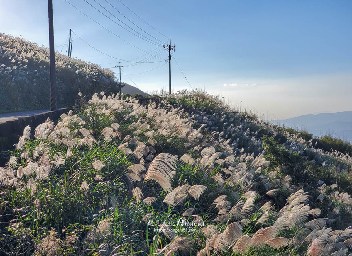 錯過等明年！秋限定雙北４處「芒草步道」：陽明山S型雪白祕境、台版小長城