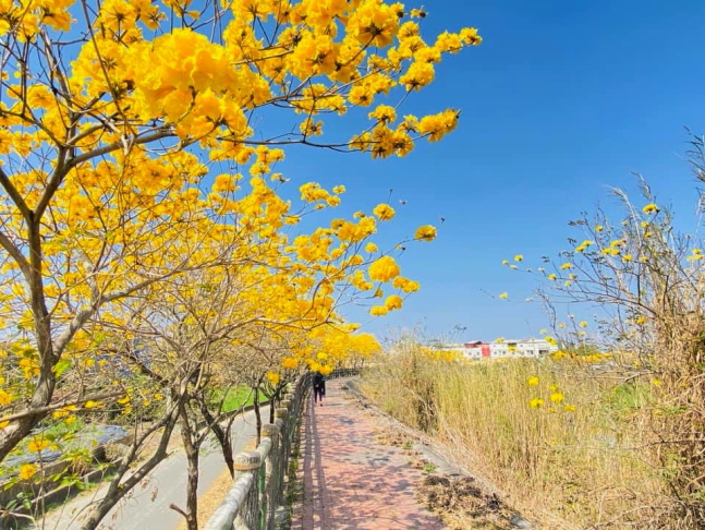 溫磘宮黃花風鈴木,雲林斗南將軍崙溫磘宮,雲林斗南黃花風鈴木秘境,雲林黃花風鈴木