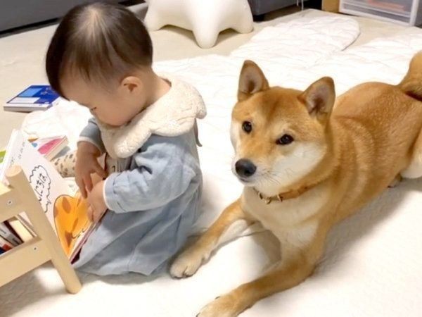 見守ってるの 子どもに寄り添う 子守り犬 に和む