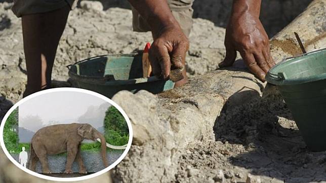 Bumi Kuwojo Menyimpan Cerita Hidup Gajah Purba Jutaan Tahun Lalu