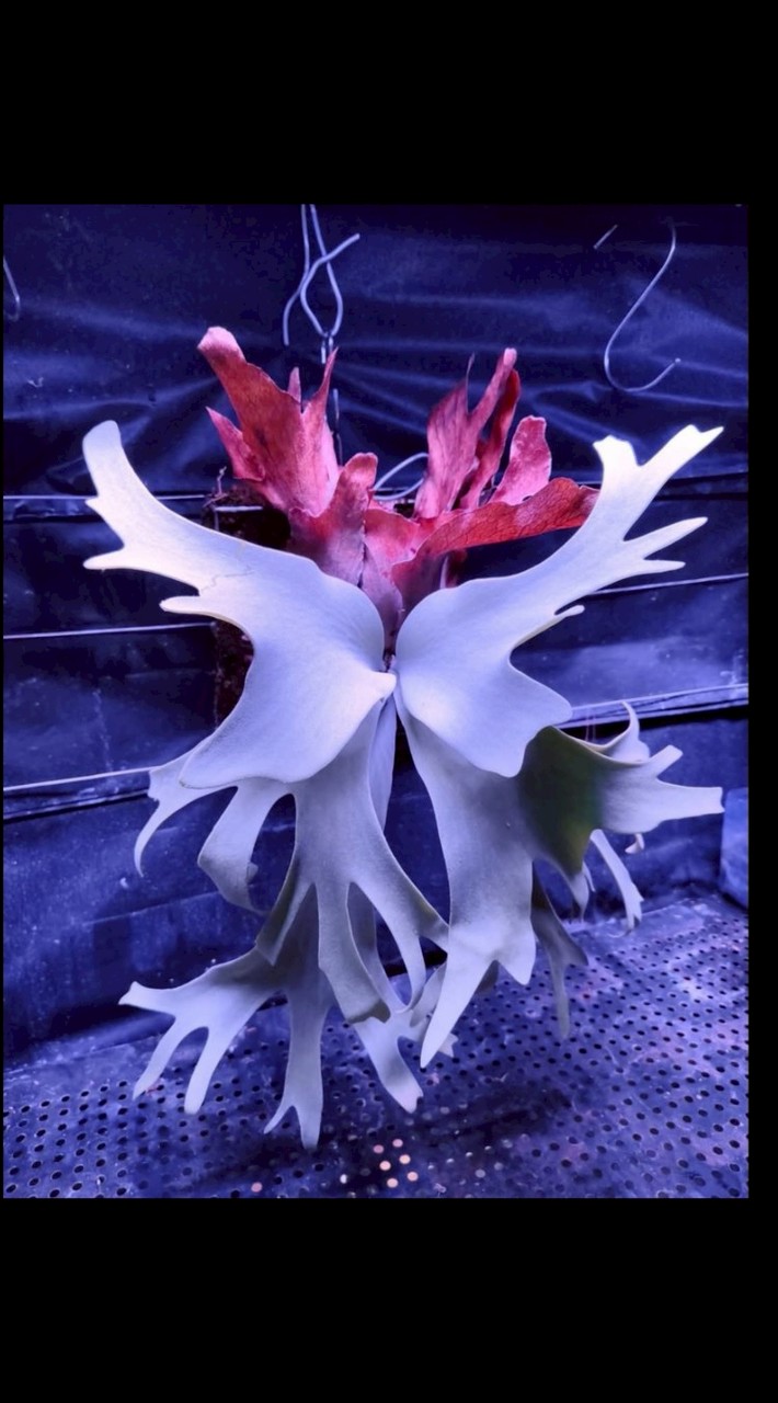 柏毅植物選品店