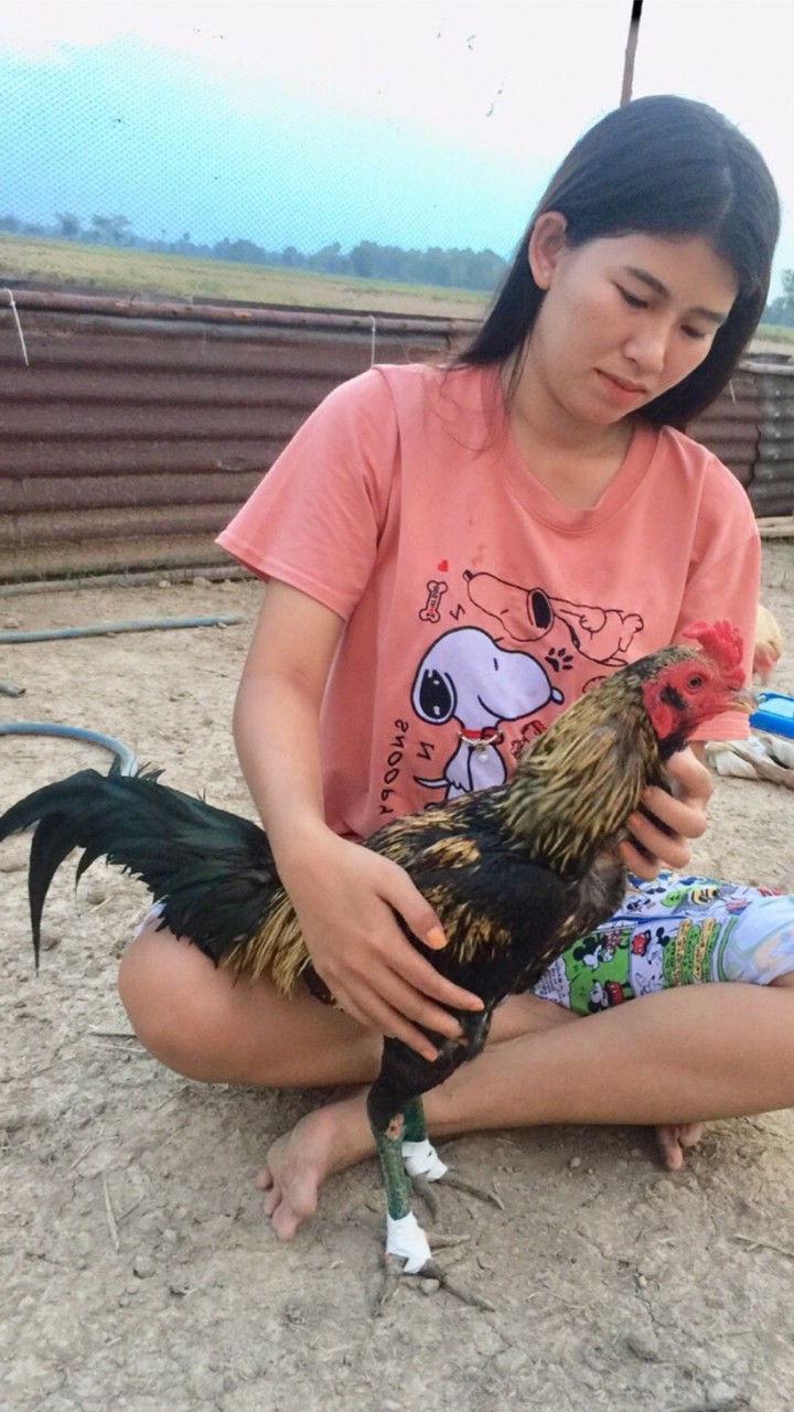 สุกัญญา ราชาไก่ชนเหล่าราชครู