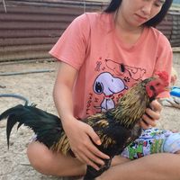 สุกัญญา ราชาไก่ชนเหล่าราชครู