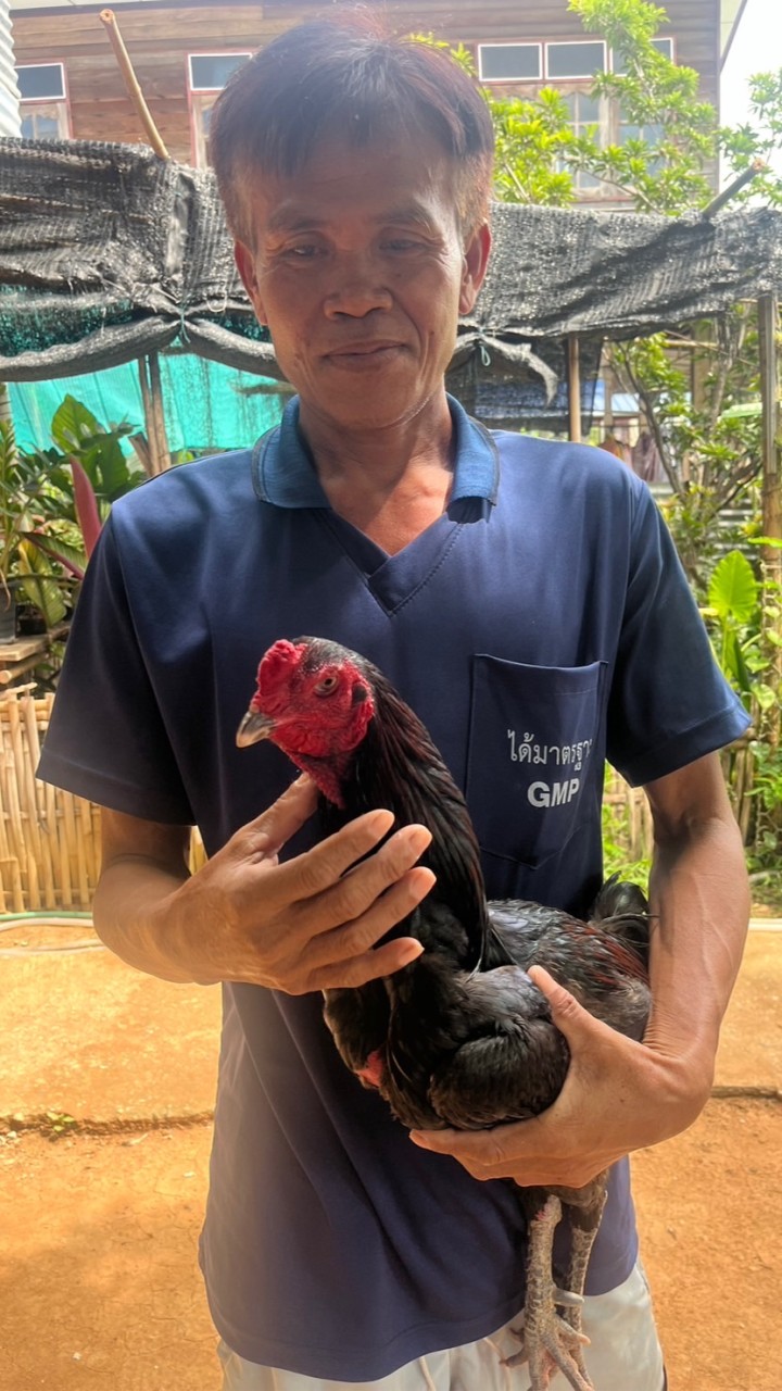 ทีมงานไก่ชนครูพีชัยภูมิ