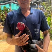 ทีมงานไก่ชนครูพีชัยภูมิ