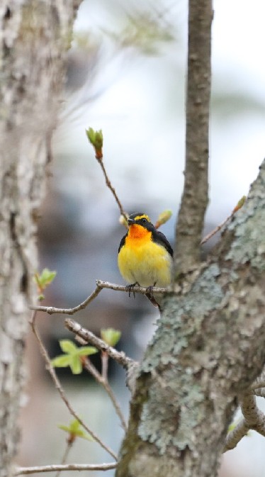 日本の野鳥 識別用