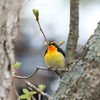 日本の野鳥 識別用