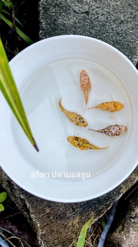 อริษา ปลาสวยงามอยุธยา-ปทุมธานี