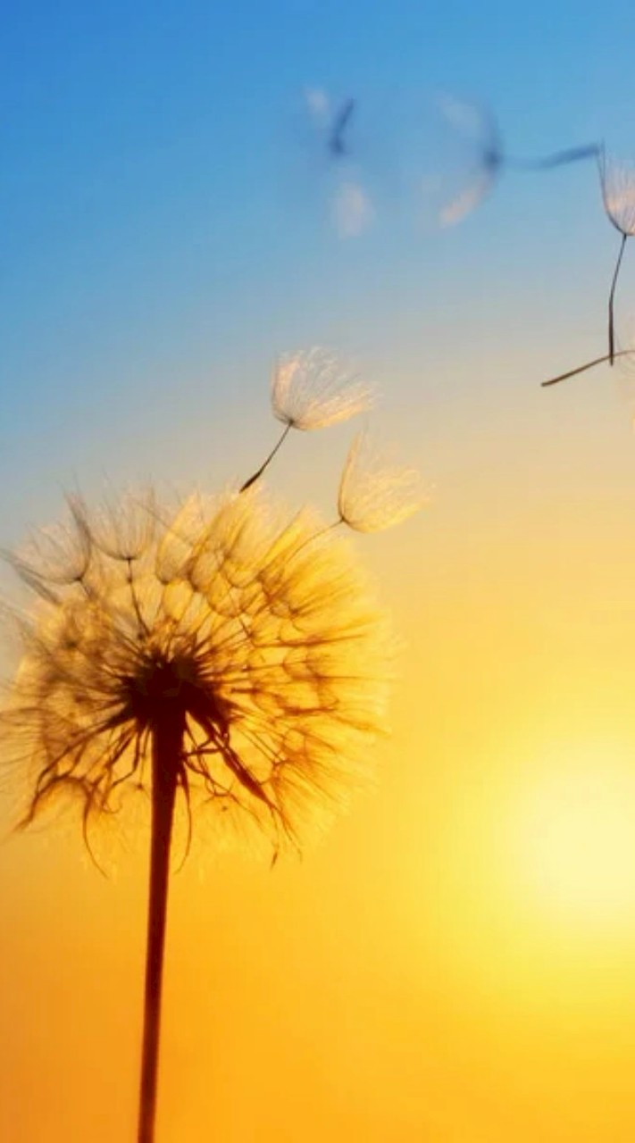 人類性別交流群