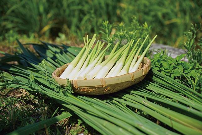 ▲三芝盛產茭白筍（圖 / 交通部觀光局北觀處）