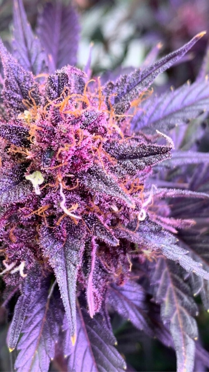 Yim Gun Osot Farm🍁