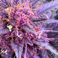 Yim Gun Osot Farm🍁