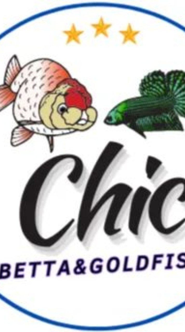 Chic Goldfish&Betta