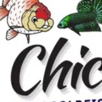 Chic Goldfish&Betta
