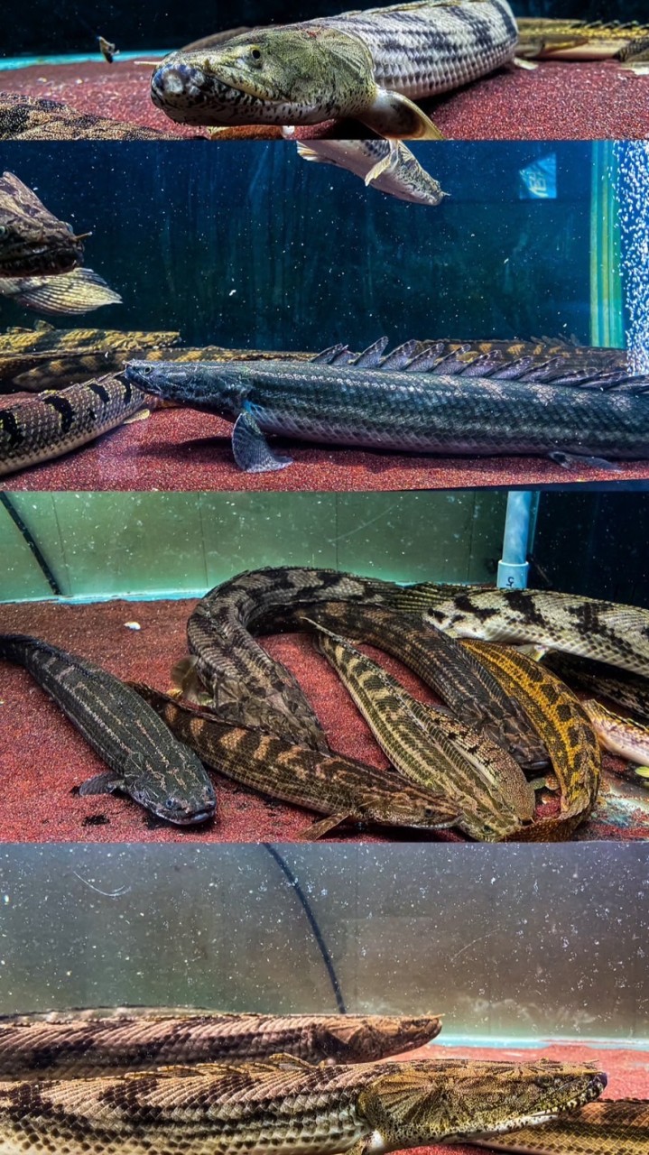恐龍魚、古代魚 聊天交流！