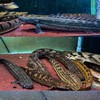 恐龍魚、古代魚 聊天交流！