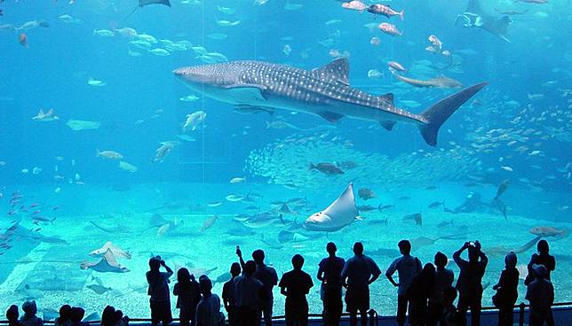 什麼 夏天你還沒去海邊 那就去水族館吧 帶你看世界10大最美水族館 妞新聞 Line Today