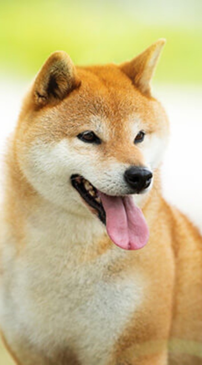 Minecraft/マイクラ　マルチ　雑談　柴犬Server