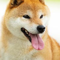 Minecraft/マイクラ　マルチ　雑談　柴犬Server