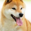 柴犬達のマイクラライフ