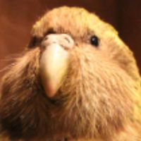【公式】カカポ教総本山™