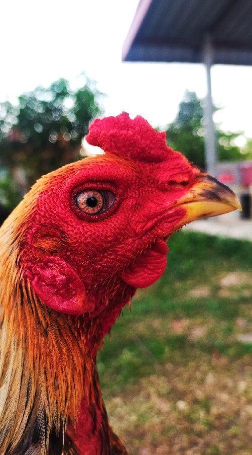 ซื้อขายไก่ชน&โคกสูงฟาร์ม