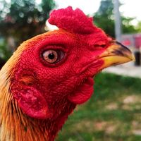 ซื้อขายไก่ชน&โคกสูงฟาร์ม