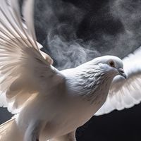 遺失鴿子要回家