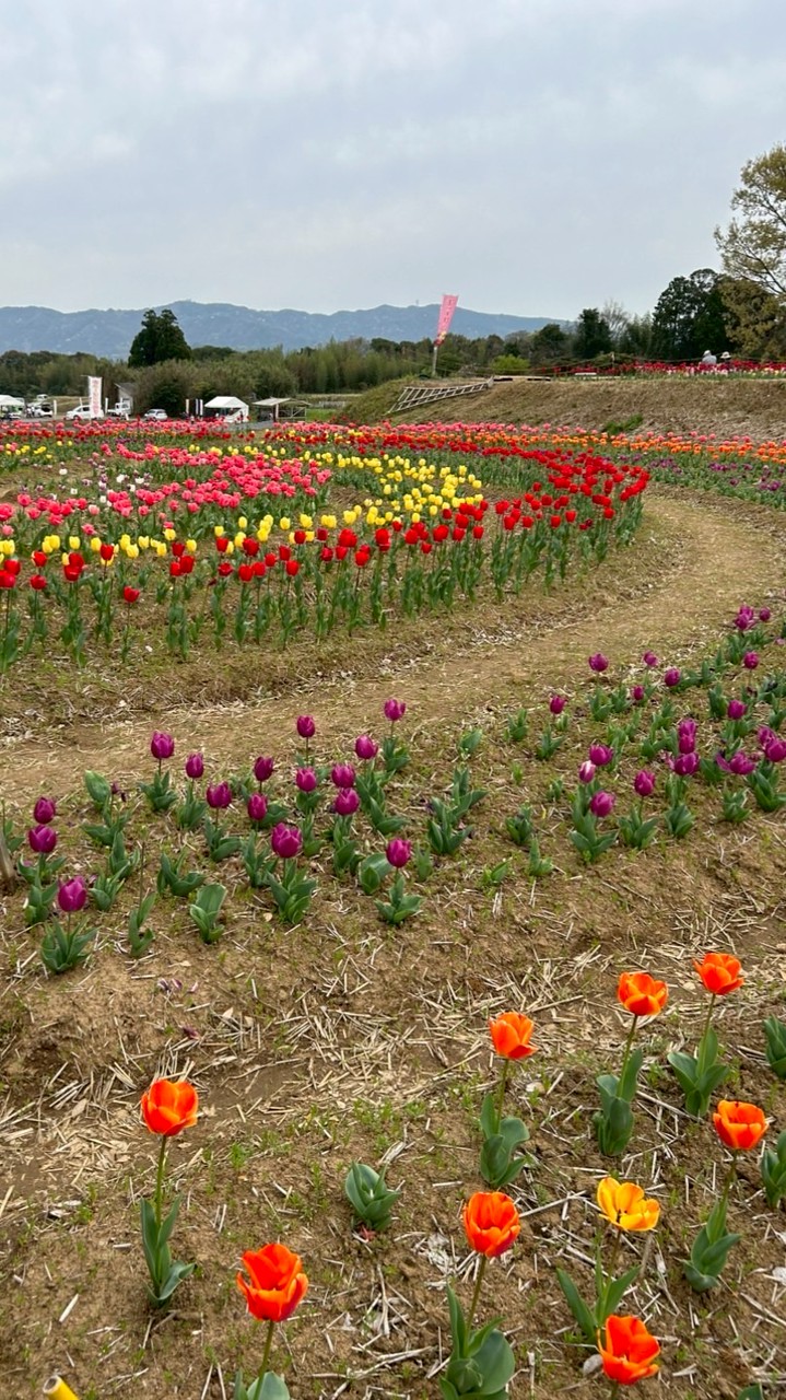 👩九州に住んでいる方を募集してます🎈60代以上の女性限定のお部屋です🌷