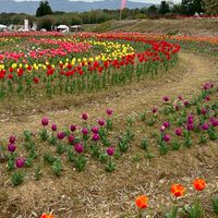 👩九州に住んでいる方を募集してます🎈60代以上の女性限定のお部屋です🌷