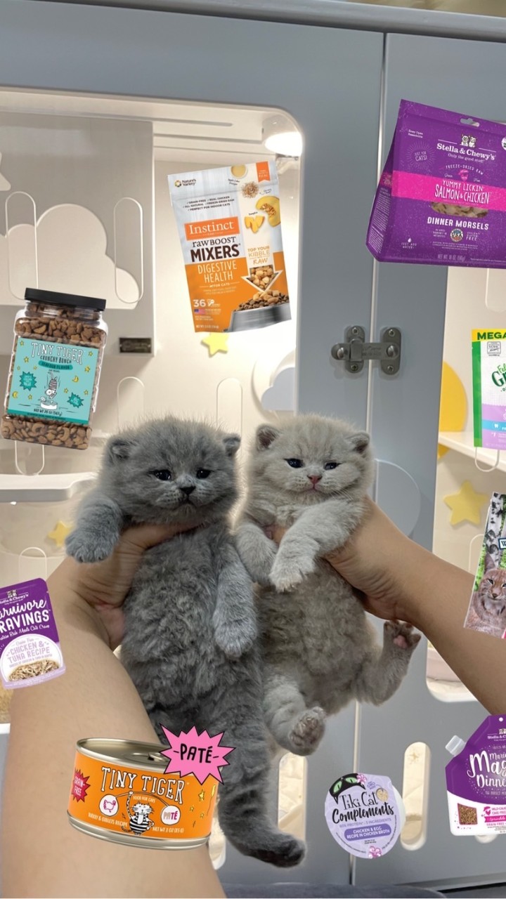 พรีออเดอร์🐱💖-ของใช้น้องแมว ขนม อาหาร ของเล่นจากตปท.