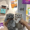 พรีออเดอร์🐱💖-ของใช้น้องแมว ขนม อาหาร ของเล่นจากตปท.
