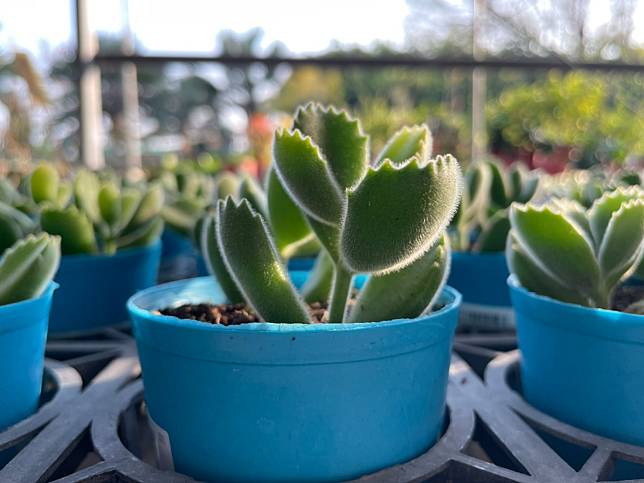 埔茂花市（圖片提供／徐秀芳）